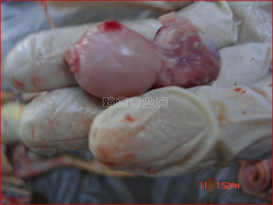 浅谈腺胃炎(大家都这样称呼这个病的名字)|鸡病防治区