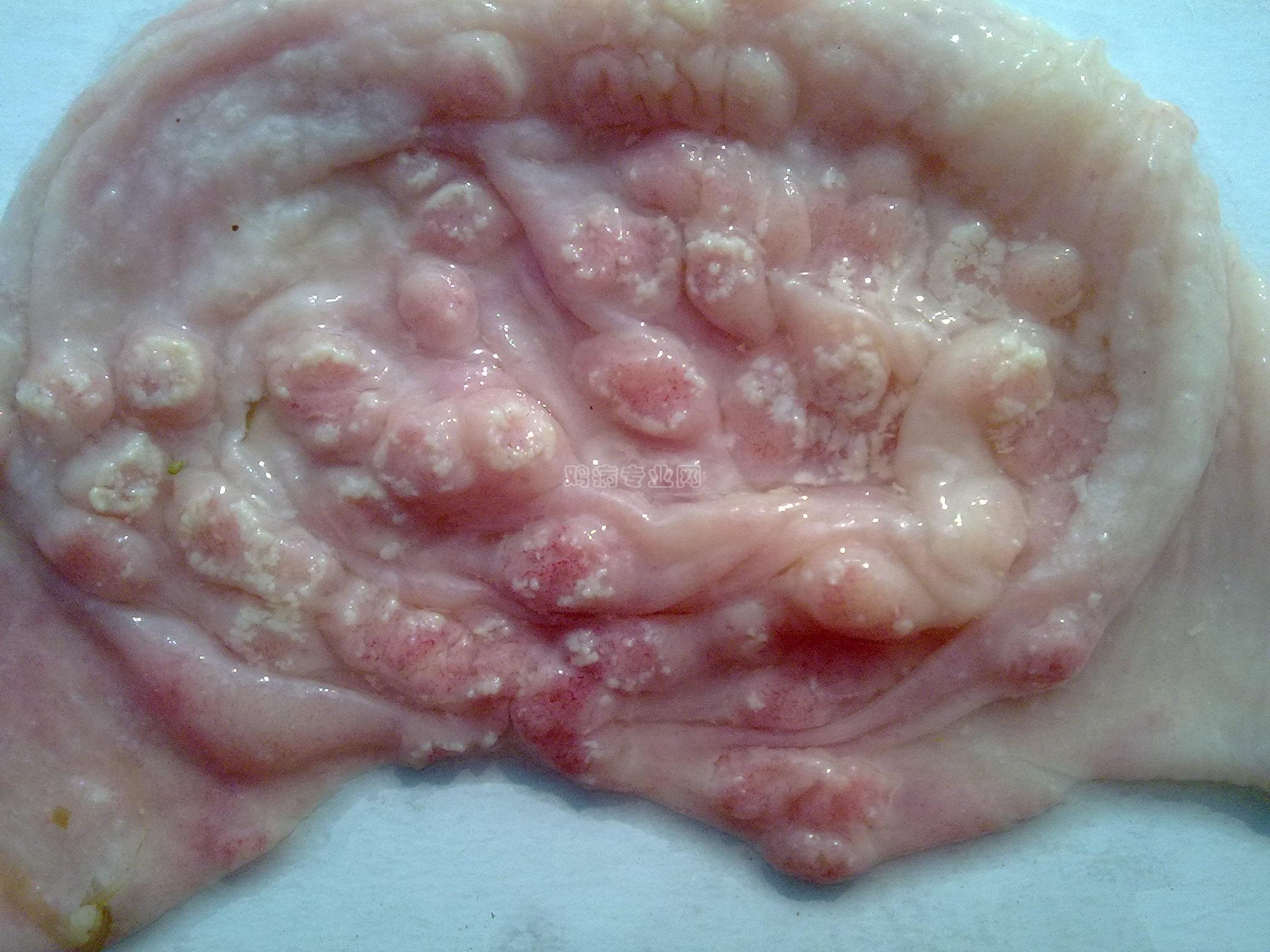 能帮我写一篇关于《继承革命精神 建设文明济