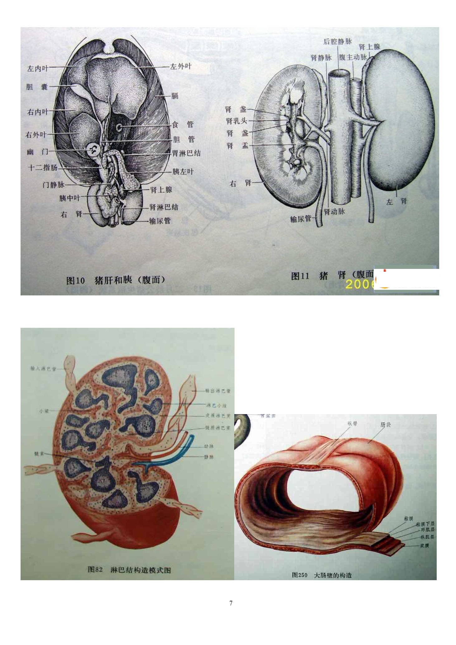 大脑海马结构图,大脑结构图,人的大脑结构图_点力 ...