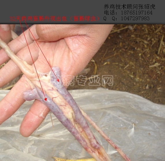 32天肉鸡盲肠球虫图片分享