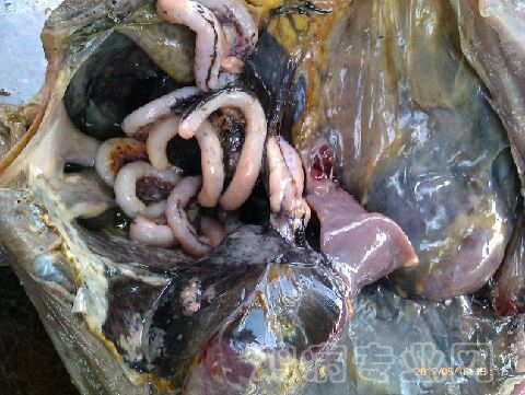 土鸡母鸡 \/养土鸡1000只赚多少钱\/养殖土鸡50