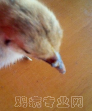 11_148743_54d64890cc1af88.jpg?18