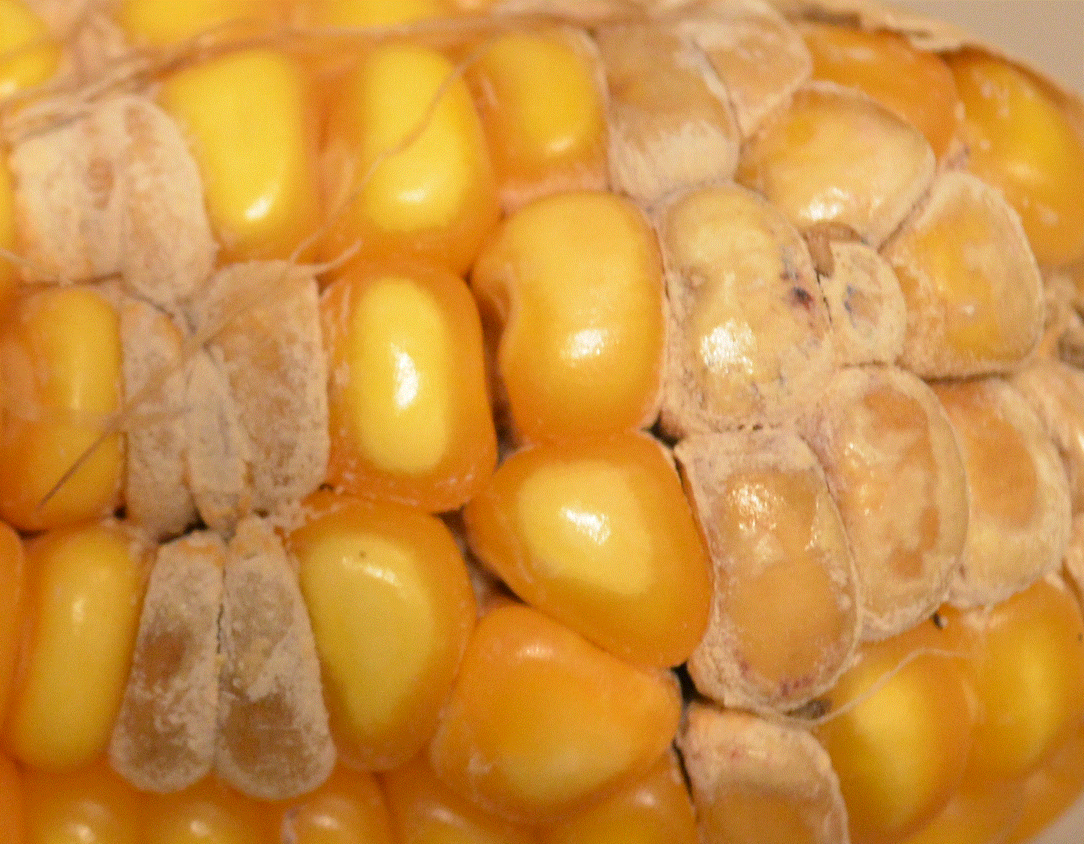 发几个霉菌玉米图