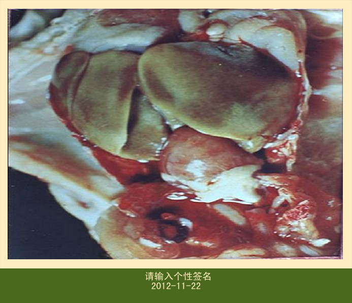 鸡包涵体肝炎