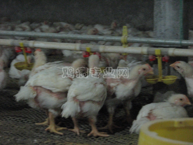 快乐王胖养鸡最新视频 160_153707_f7524a9c3dfd506.jpg?191