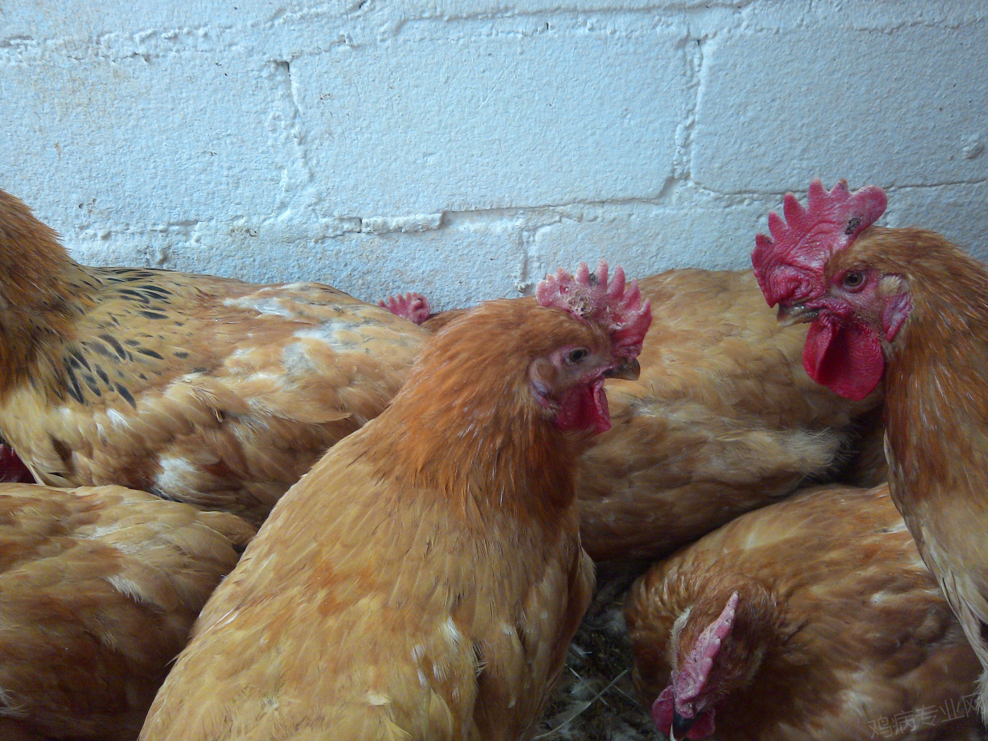 13 Important things Your Chickens Comb is Telling You