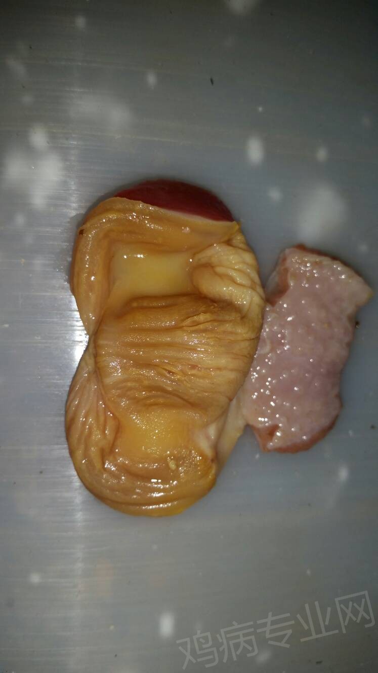 004300mkoroc4ec6nenco1.jpg