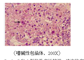 (嗜碱性包涵体,200x)