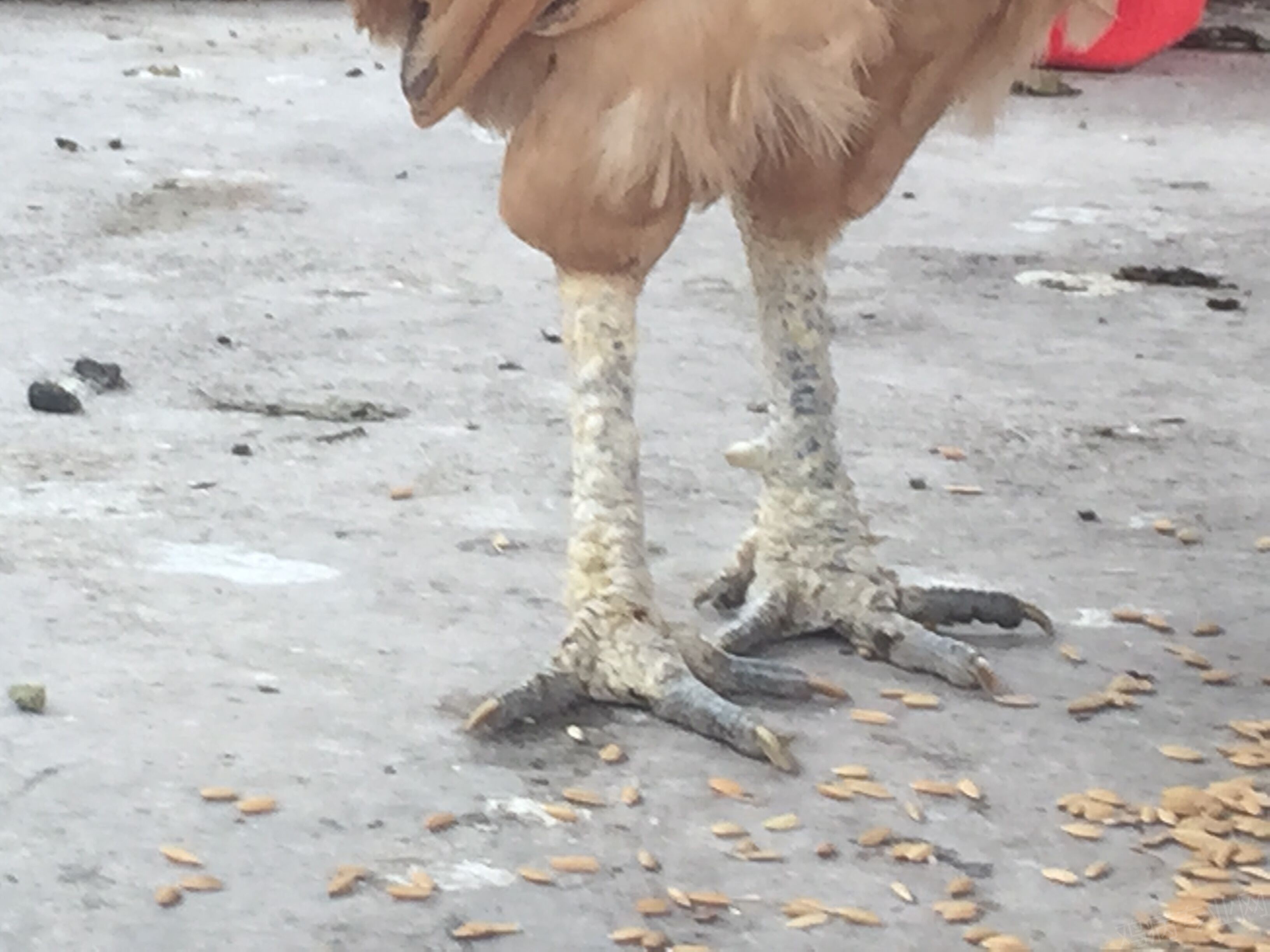 请帮我看看 我家鸡的鸡脚是什么病