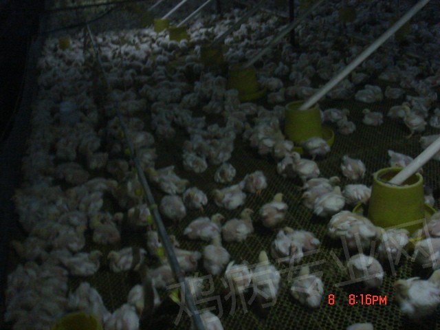 DSC02560.JPG