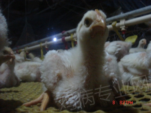 DSC02574.JPG