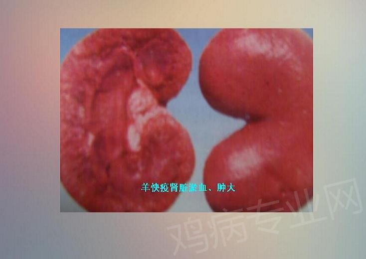 95.jpg