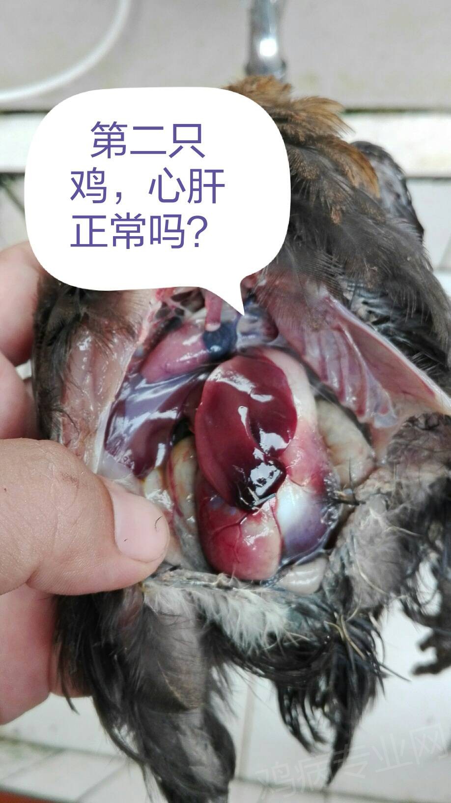 104355vfq36191kls5soyo.jpg