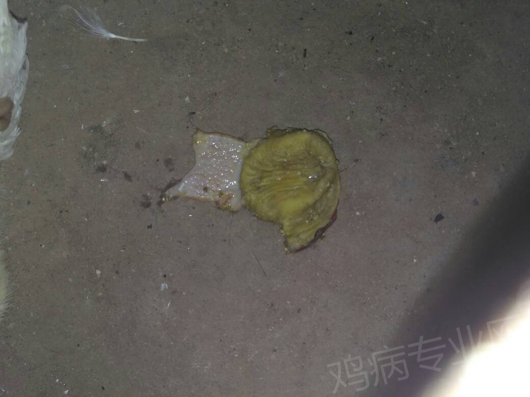 060026p1q349yvctf3f8yl.jpg