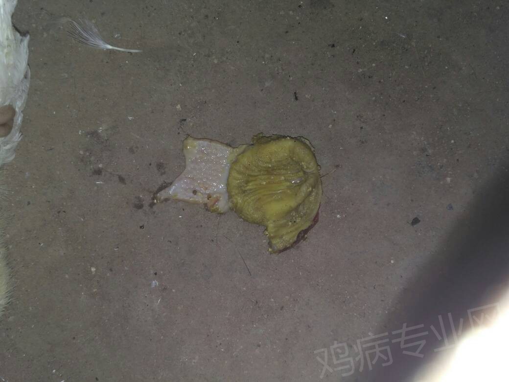 060027j5fnime57f1ezjfl.jpg