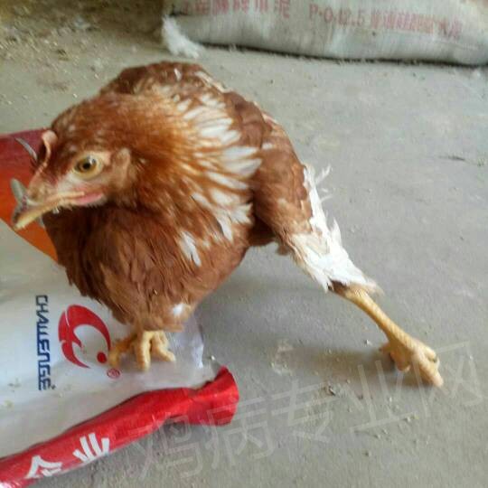 084546nicqwto1puzg5rg2.jpg