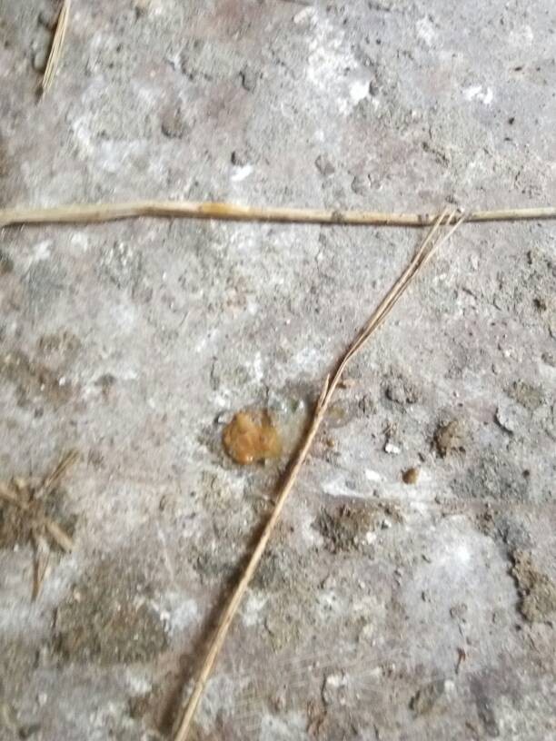 求解,小鸡粪便怎么是这种颜色,给是得病了