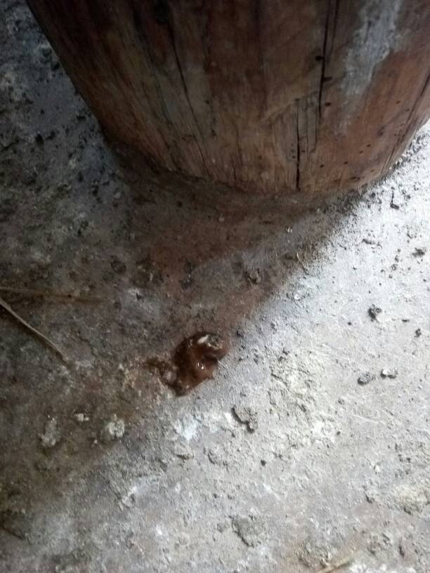 求解,小鸡粪便怎么是这种颜色,给是得病了