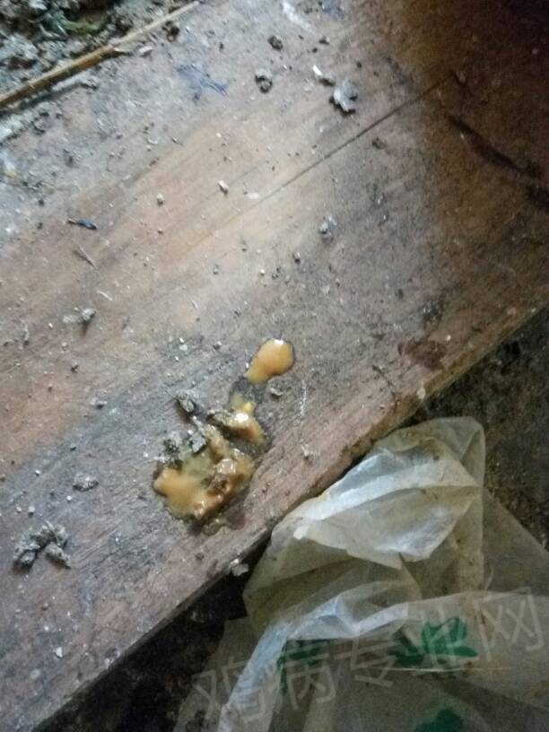 求解,小鸡粪便怎么是这种颜色,给是得病了