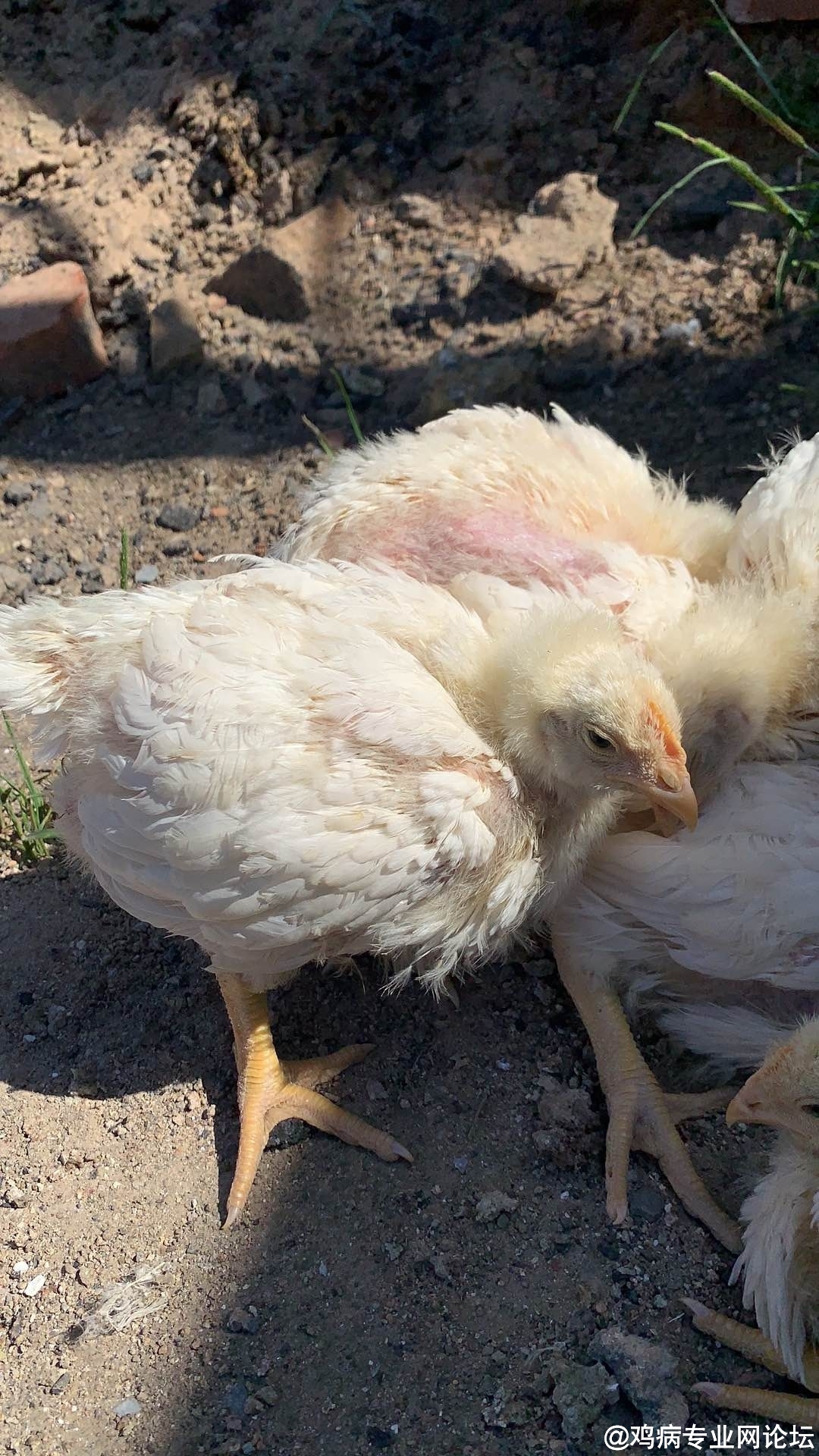 鸡盲肠肝炎病理解剖与防治 | 中国动物保健·官网