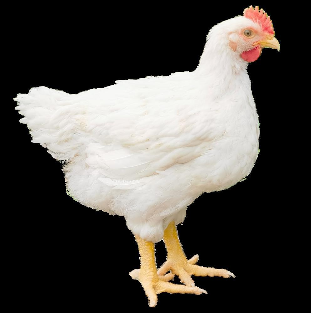 qw6.jpg