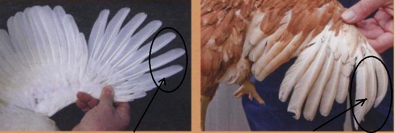 qw2.jpg