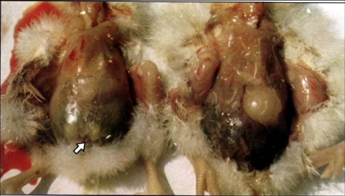 大肠肝菌病:雏鸡:(左)脐炎,腹围大,腹壁呈绿色,脐孔愈合不全.