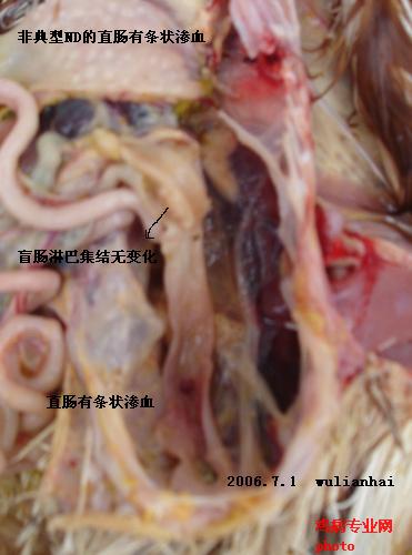 鸡病图片资料区 69 今天把鸡病图片整理到一块大家看看吧 新城疫图3