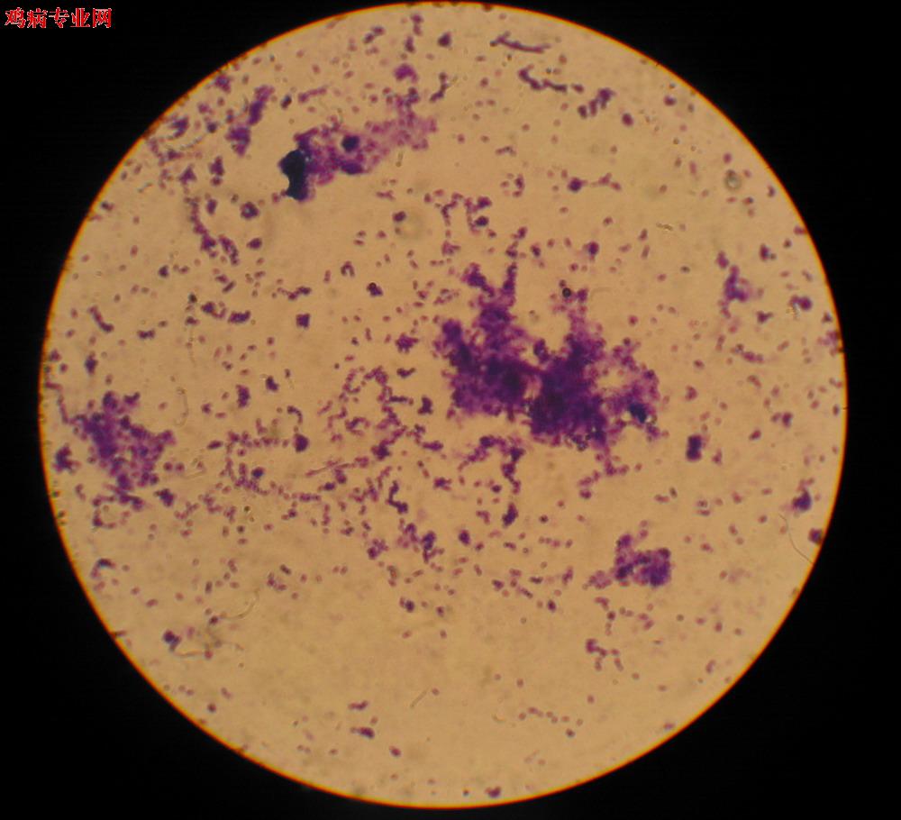 如何用显微镜大肠杆菌展示_康之园