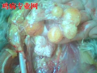 PIC_4487.jpg