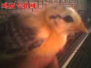 IMG0329A.jpg