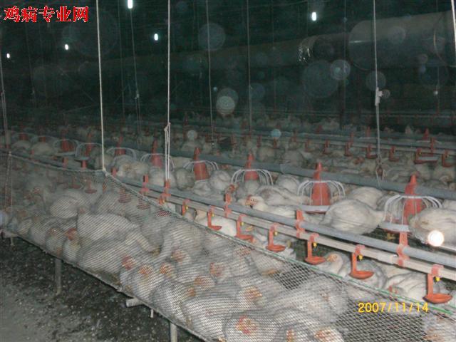 CIMG3986 (Small).JPG