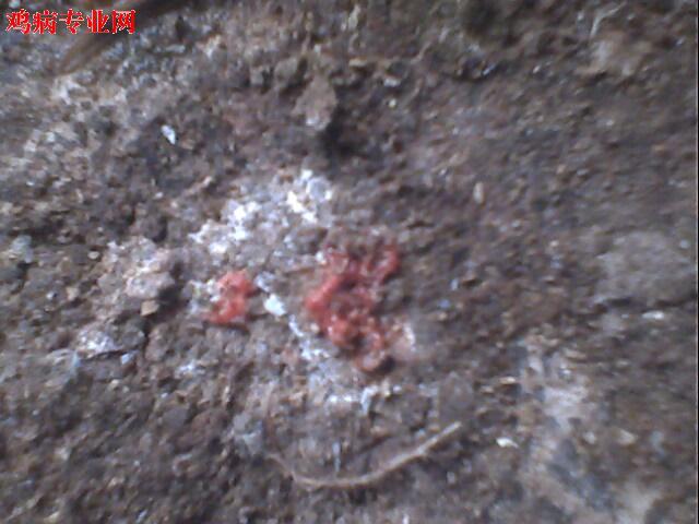 IMG0941A.jpg