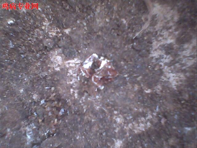 IMG0959A.jpg