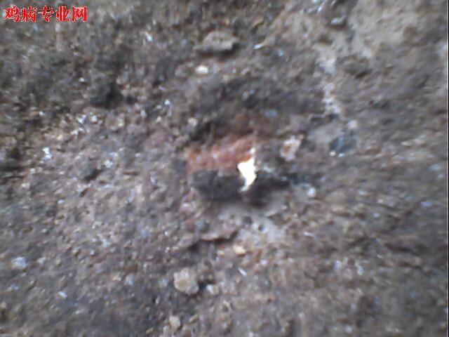 IMG0945A.jpg