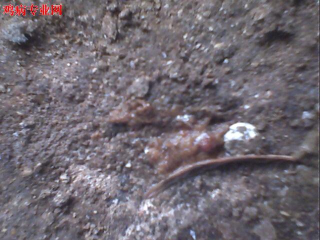 IMG0944A.jpg