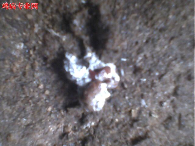 IMG0940A.jpg