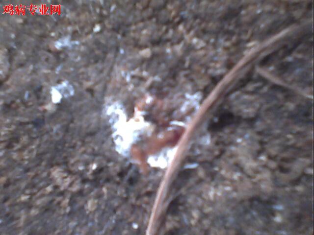IMG0934A.jpg