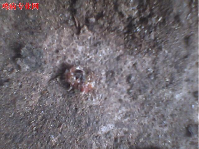 IMG0951A.jpg