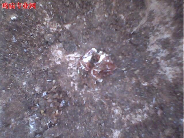 IMG0960A.jpg