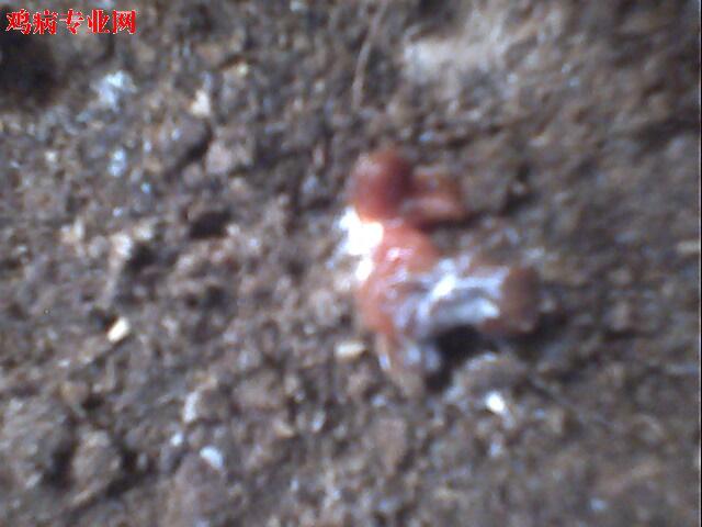 IMG0948A.jpg