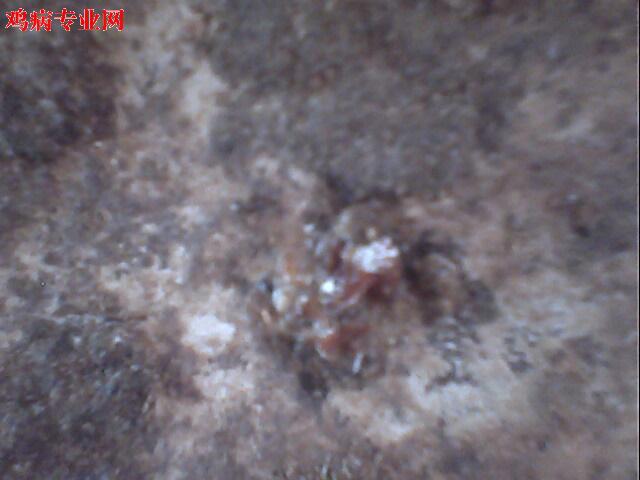 IMG0954A.jpg