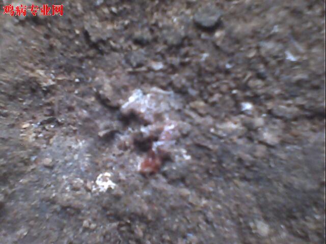 IMG0958A.jpg