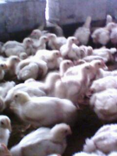 IMG0231A.jpg