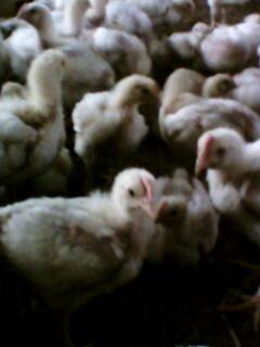 IMG0230A.jpg