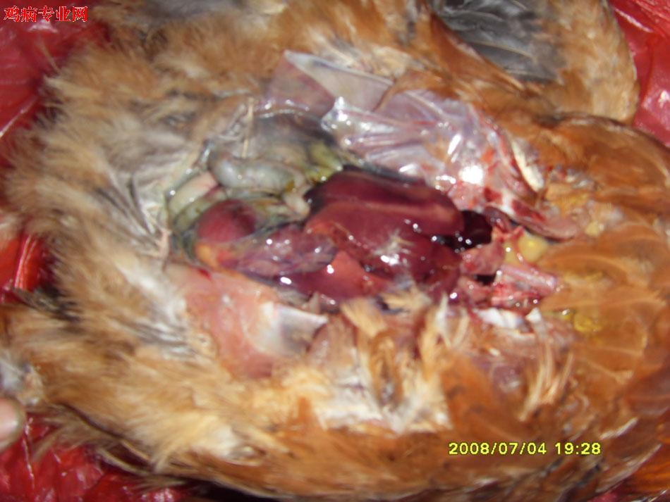 SDC10454.jpg