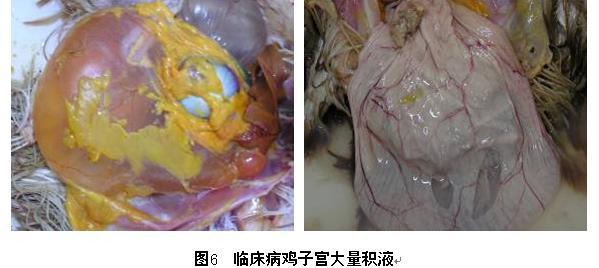 2ڼȺгӹҺͼĸ󣬳ֲ޸߷壬ڸȾ4/91M41IBV