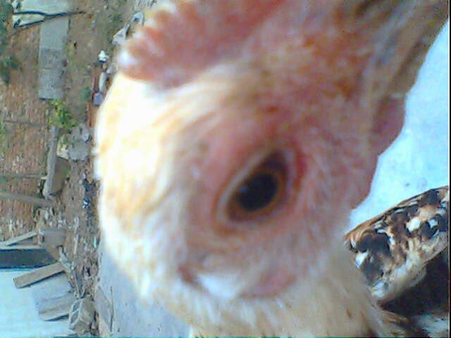 IMG0309A.jpg