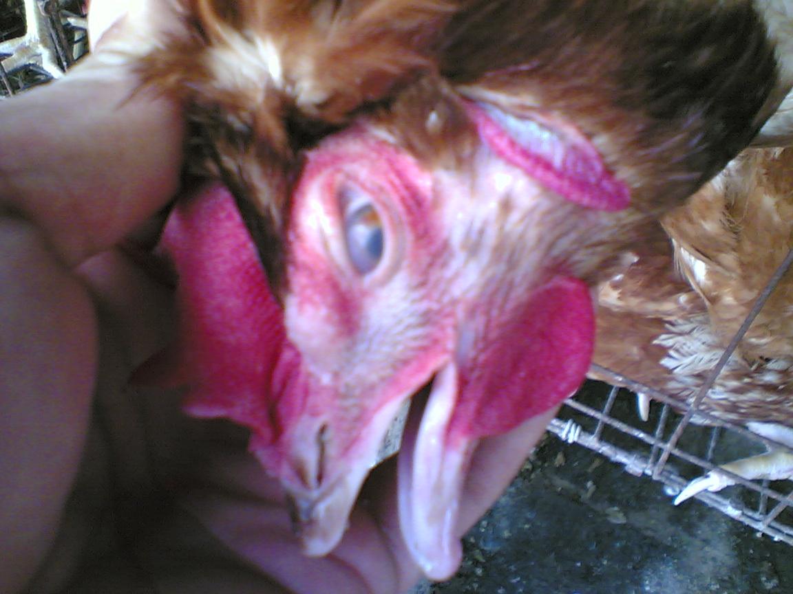 Image(006).jpg