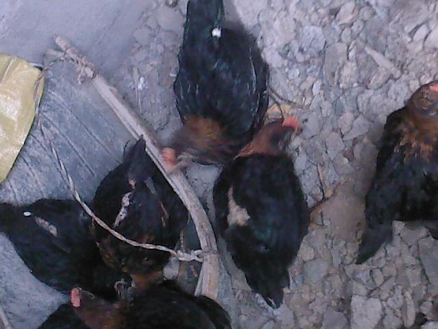 Ƭ0200.jpg